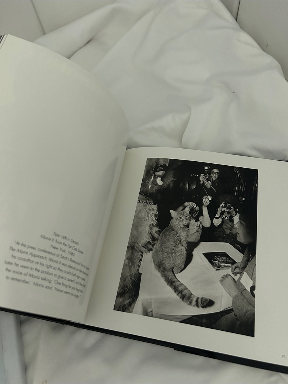 City Cats 90s Hardcover Photo Book Jean-Claude Suarès Italy vintage cat pictures - Picture 17 of 17